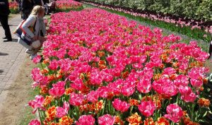 Keukenhof