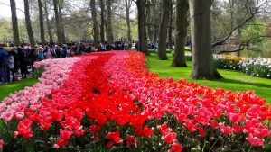 Keukenhof