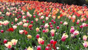 Keukenhof
