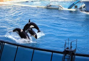 Parcul acvatic Marineland