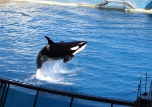 Parcul acvatic Marineland