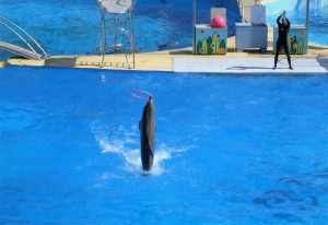 Marineland
