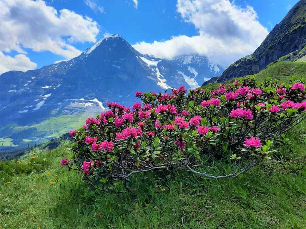 Elvetia - top 5 locatii de vizitat in Jungfrau