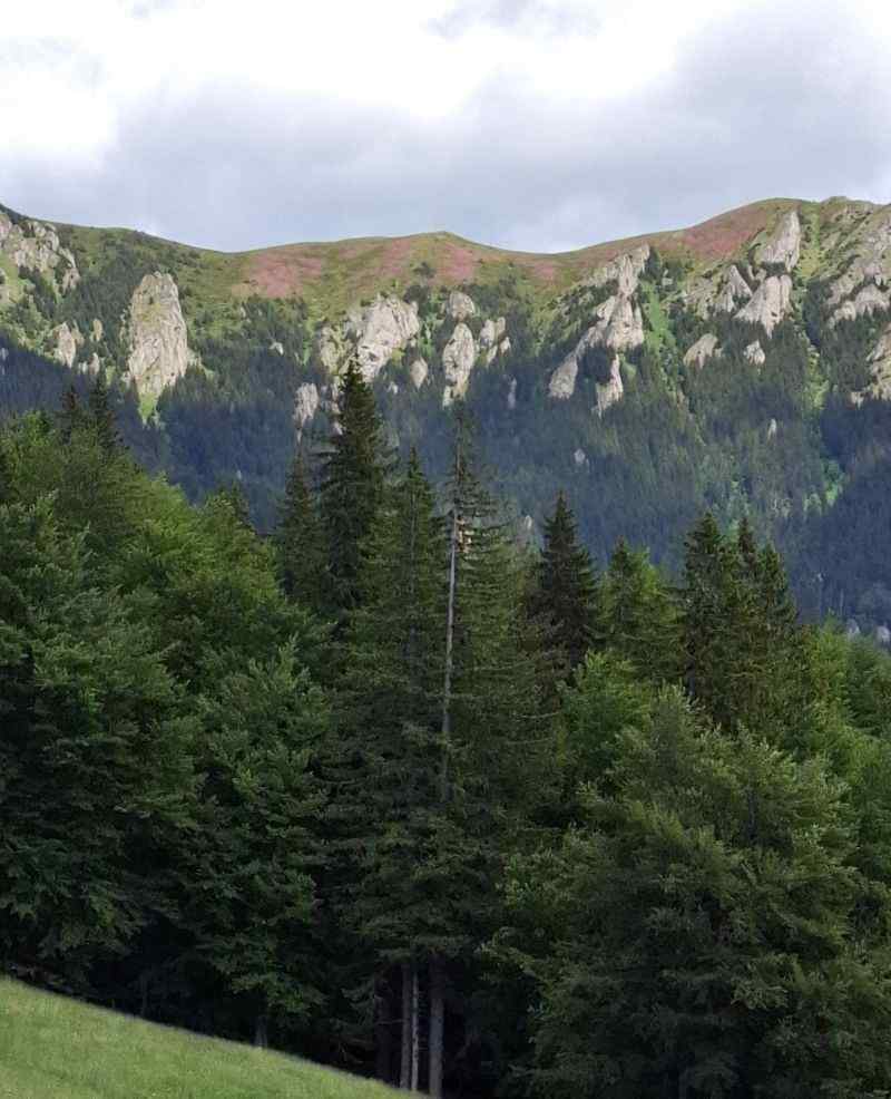 Simfonia florilor de rododendron-Munții Ciucaș