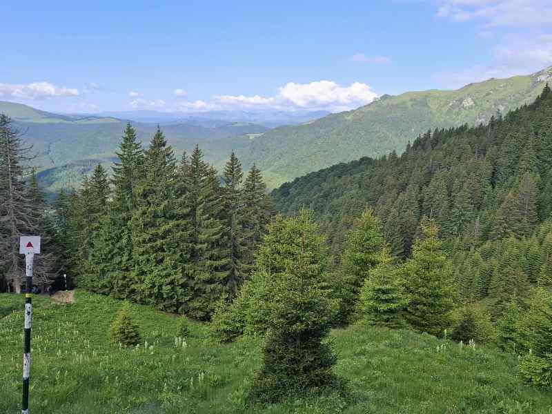 Simfonia florilor de rododendron-Munții Ciucaș
