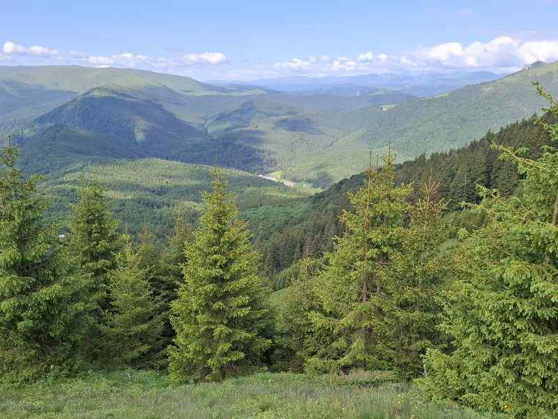 Simfonia florilor de rododendron-Munții Ciucaș