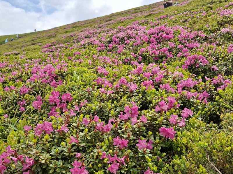 Simfonia florilor de rododendron-Munții Ciucaș