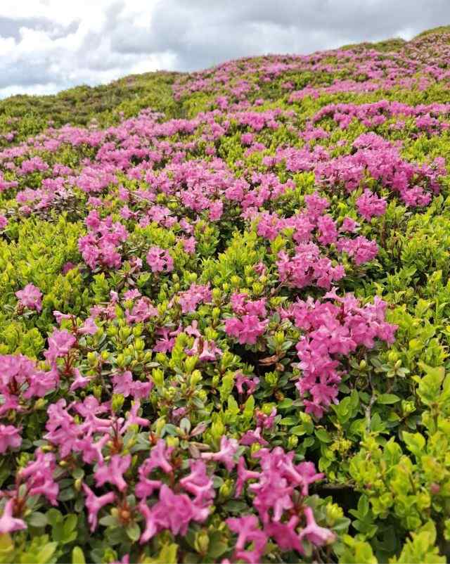Simfonia florilor de rododendron-Munții Ciucaș