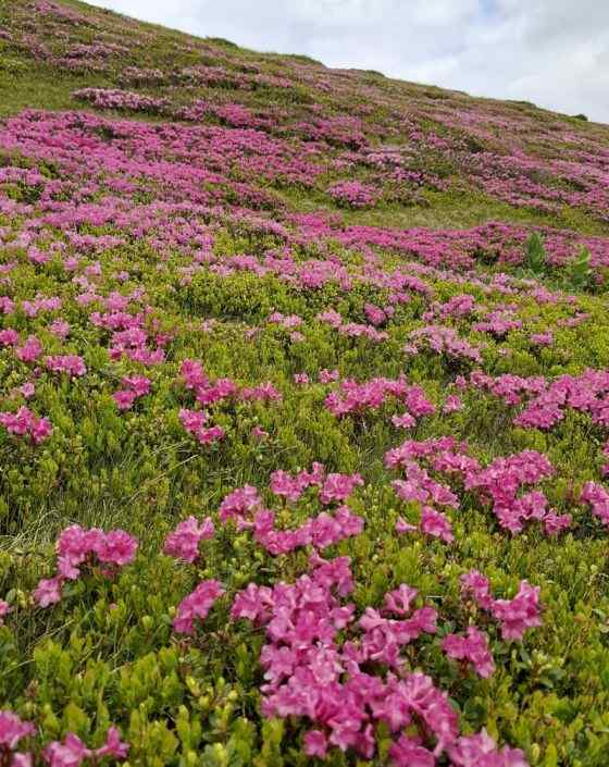 Simfonia florilor de rododendron-Munții Ciucaș