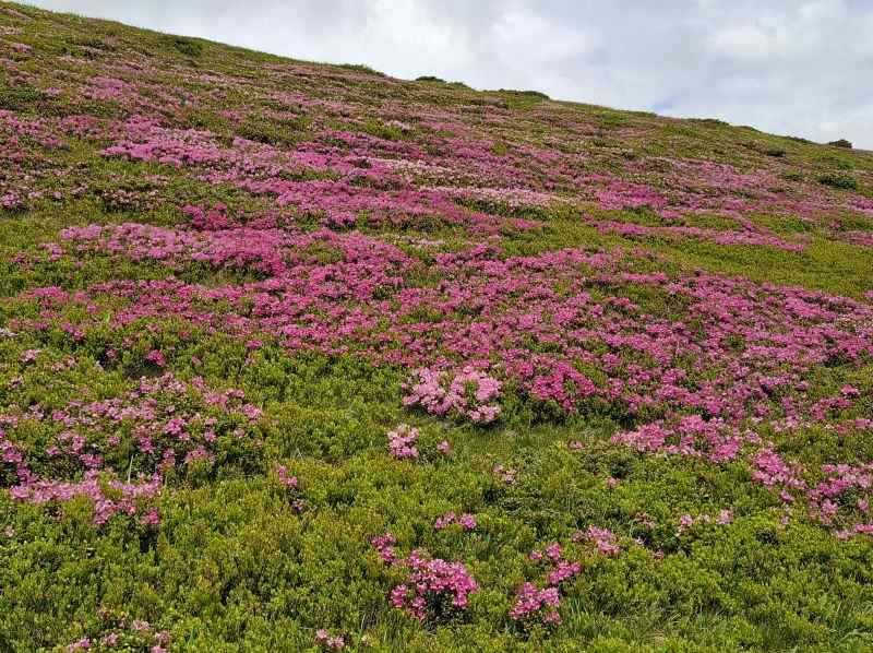 Simfonia florilor de rododendron-Munții Ciucaș