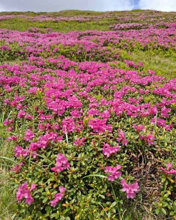 Simfonia florilor de rododendron-Munții Ciucaș