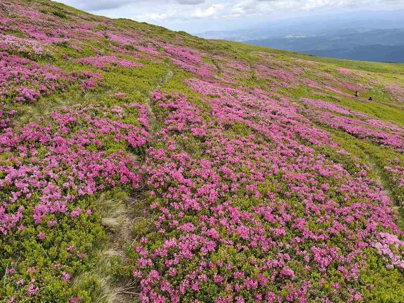 Simfonia florilor de rododendron-Munții Ciucaș