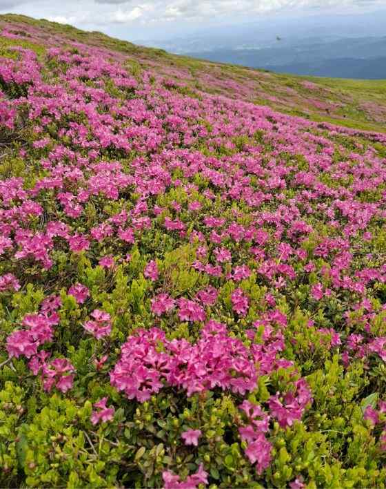 Simfonia florilor de rododendron-Munții Ciucaș